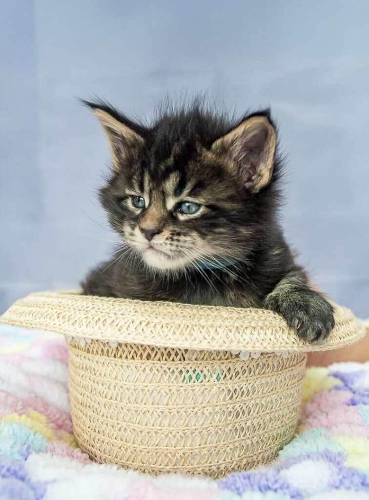 WhatsApp-Image-2025-09-09-at-9.52.48-AM