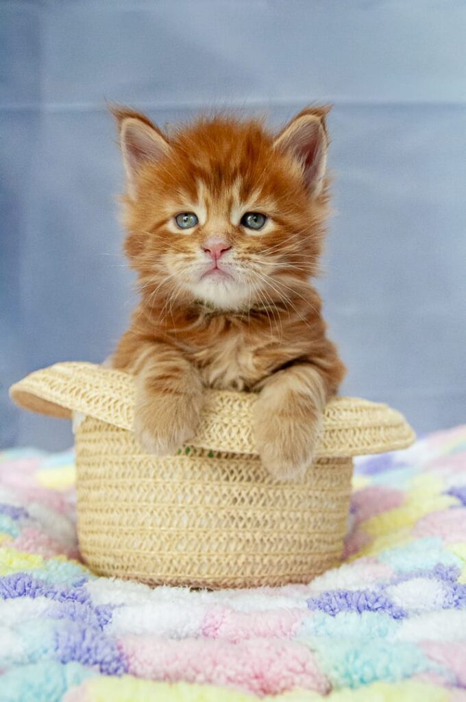 WhatsApp-Image-2025-09-09-at-9.53.16-AM