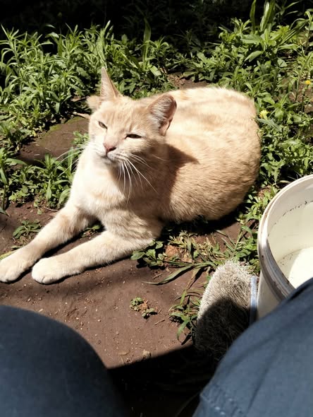 588577571_1294614786044439_6916134060274420241_n